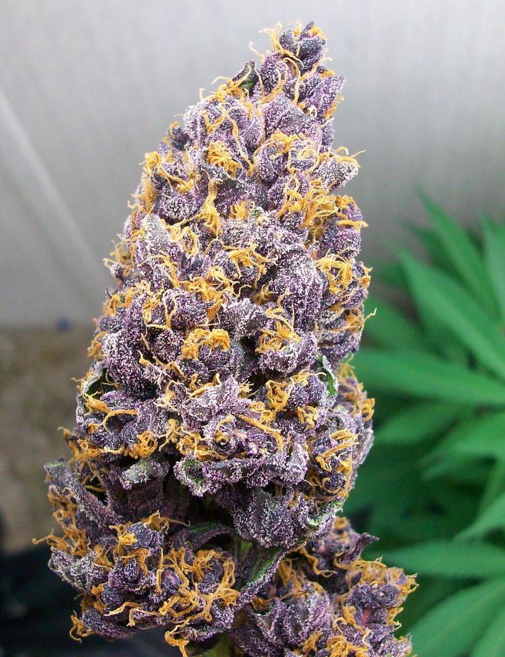 Red Line Automix > BSF Seeds | Semillas de marihuana autoflorecientes  |  Índica
